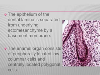  The epithelium of the
dental lamina is separated
from underlying
ectomesenchyme by a
basement membrane.
 The enamel organ consists
of peripherally located low
columnar cells and
centrally located polygonal
cells.
 