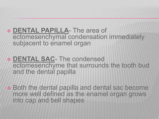  DENTAL PAPILLA- The area of
ectomesenchymal condensation immediately
subjacent to enamel organ
 DENTAL SAC- The condensed
ectomesenchyme that surrounds the tooth bud
and the dental papilla
 Both the dental papilla and dental sac become
more well defined as the enamel organ grows
into cap and bell shapes
 