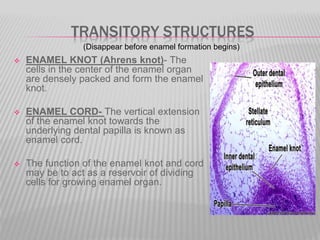 TRANSITORY STRUCTURES
 ENAMEL KNOT (Ahrens knot)- The
cells in the center of the enamel organ
are densely packed and form the enamel
knot.
 ENAMEL CORD- The vertical extension
of the enamel knot towards the
underlying dental papilla is known as
enamel cord.
 The function of the enamel knot and cord
may be to act as a reservoir of dividing
cells for growing enamel organ.
(Disappear before enamel formation begins)
 