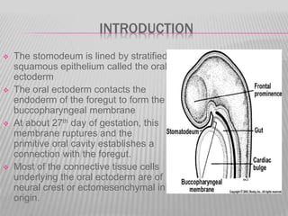 INTRODUCTION
 The stomodeum is lined by stratified
squamous epithelium called the oral
ectoderm
 The oral ectoderm contacts the
endoderm of the foregut to form the
buccopharyngeal membrane
 At about 27th day of gestation, this
membrane ruptures and the
primitive oral cavity establishes a
connection with the foregut.
 Most of the connective tissue cells
underlying the oral ectoderm are of
neural crest or ectomesenchymal in
origin.
 