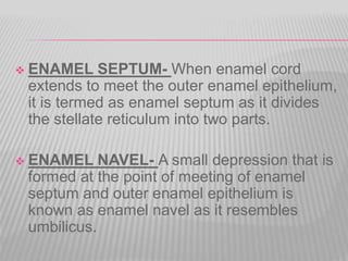  ENAMEL SEPTUM- When enamel cord
extends to meet the outer enamel epithelium,
it is termed as enamel septum as it divides
the stellate reticulum into two parts.
 ENAMEL NAVEL- A small depression that is
formed at the point of meeting of enamel
septum and outer enamel epithelium is
known as enamel navel as it resembles
umbilicus.
 