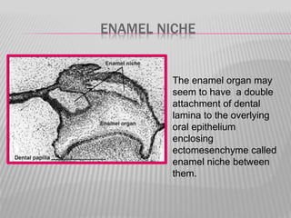 ENAMEL NICHE
The enamel organ may
seem to have a double
attachment of dental
lamina to the overlying
oral epithelium
enclosing
ectomesenchyme called
enamel niche between
them.
 