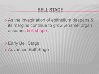BELL STAGE
 As the invagination of epithelium deepens &
its margins continue to grow ,enamel organ
assumes bell shape .
 Early Bell Stage
 Advanced Bell Stage
 
