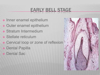 EARLY BELL STAGE
 Inner enamel epithelium
 Outer enamel epithelium
 Stratum Intermedium
 Stellate reticulum
 Cervical loop or zone of reflexion
 Dental Papilla
 Dental Sac
 