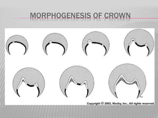MORPHOGENESIS OF CROWN
 