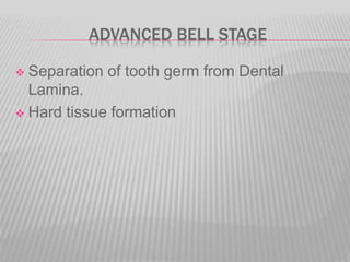 ADVANCED BELL STAGE
 Separation of tooth germ from Dental
Lamina.
 Hard tissue formation
 