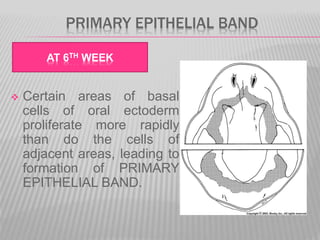 PRIMARY EPITHELIAL BAND
 Certain areas of basal
cells of oral ectoderm
proliferate more rapidly
than do the cells of
adjacent areas, leading to
formation of PRIMARY
EPITHELIAL BAND.
AT 6TH WEEK
 