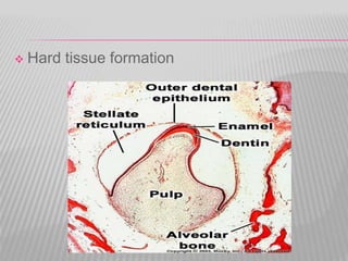  Hard tissue formation
 