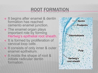 ROOT FORMATION
 It begins after enamel & dentin
formation has reached
cemento enamel junction.
 The enamel organ plays
important role by forming
Hertwig’s epithelial root sheath.
 It is formed by proliferation of
cervical loop cells .
 It consists of only inner & outer
enamel epithelium.
 It molds the shape of root &
initiate radicular dentin
formation.
 