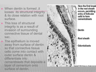  When dentin is formed ,it
looses its structural integrity
& its close relation with root
surface.
 This loss of structural
integrity is as a result of
invasion of surrounding
connective tissue of dental
sac.
 The epithelium is moved
away from surface of dentin
so that connective tissue
cells come into contact with
outer surface dentin &
differentiate into
cementblasts that deposite a
layer of cementum onto
surface of dentin.
 