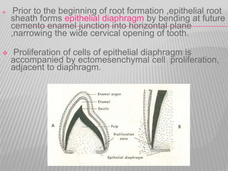  Prior to the beginning of root formation ,epithelial root
sheath forms epithelial diaphragm by bending at future
cemento enamel junction into horizontal plane
,narrowing the wide cervical opening of tooth.
 Proliferation of cells of epithelial diaphragm is
accompanied by ectomesenchymal cell proliferation,
adjacent to diaphragm.
 