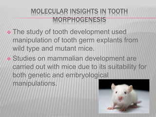 MOLECULAR INSIGHTS IN TOOTH
MORPHOGENESIS
 The study of tooth development used
manipulation of tooth germ explants from
wild type and mutant mice.
 Studies on mammalian development are
carried out with mice due to its suitability for
both genetic and embryological
manipulations.
 