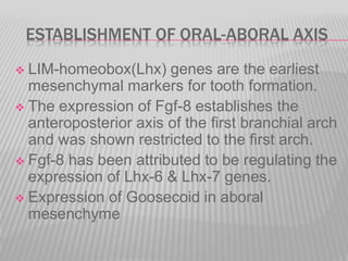 ESTABLISHMENT OF ORAL-ABORAL AXIS
 LIM-homeobox(Lhx) genes are the earliest
mesenchymal markers for tooth formation.
 The expression of Fgf-8 establishes the
anteroposterior axis of the first branchial arch
and was shown restricted to the first arch.
 Fgf-8 has been attributed to be regulating the
expression of Lhx-6 & Lhx-7 genes.
 Expression of Goosecoid in aboral
mesenchyme
 