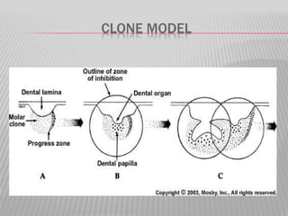 CLONE MODEL
 