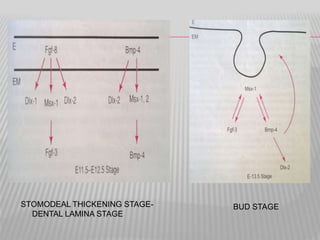 STOMODEAL THICKENING STAGE-
DENTAL LAMINA STAGE
BUD STAGE
 