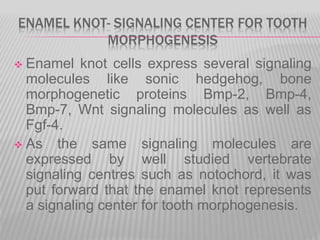ENAMEL KNOT- SIGNALING CENTER FOR TOOTH
MORPHOGENESIS
 Enamel knot cells express several signaling
molecules like sonic hedgehog, bone
morphogenetic proteins Bmp-2, Bmp-4,
Bmp-7, Wnt signaling molecules as well as
Fgf-4.
 As the same signaling molecules are
expressed by well studied vertebrate
signaling centres such as notochord, it was
put forward that the enamel knot represents
a signaling center for tooth morphogenesis.
 
