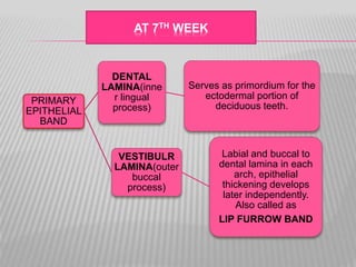 PRIMARY
EPITHELIAL
BAND
DENTAL
LAMINA(inne
r lingual
process)
Serves as primordium for the
ectodermal portion of
deciduous teeth.
VESTIBULR
LAMINA(outer
buccal
process)
Labial and buccal to
dental lamina in each
arch, epithelial
thickening develops
later independently.
Also called as
LIP FURROW BAND
AT 7TH WEEK
 