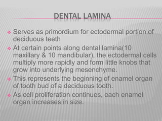 DENTAL LAMINA
 Serves as primordium for ectodermal portion of
deciduous teeth
 At certain points along dental lamina(10
maxillary & 10 mandibular), the ectodermal cells
multiply more rapidly and form little knobs that
grow into underlying mesenchyme.
 This represents the beginning of enamel organ
of tooth bud of a deciduous tooth.
 As cell proliferation continues, each enamel
organ increases in size.
 