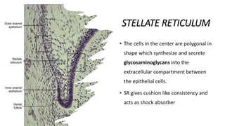 Stella Reticulum Tooth development along with clinical importance - Oral histology | PPTX