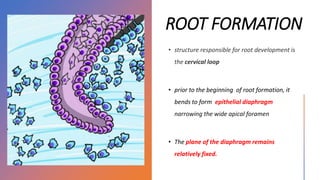 Tooth development along with clinical importance - Oral histology | PPTX