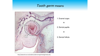 Tooth development | PPTX