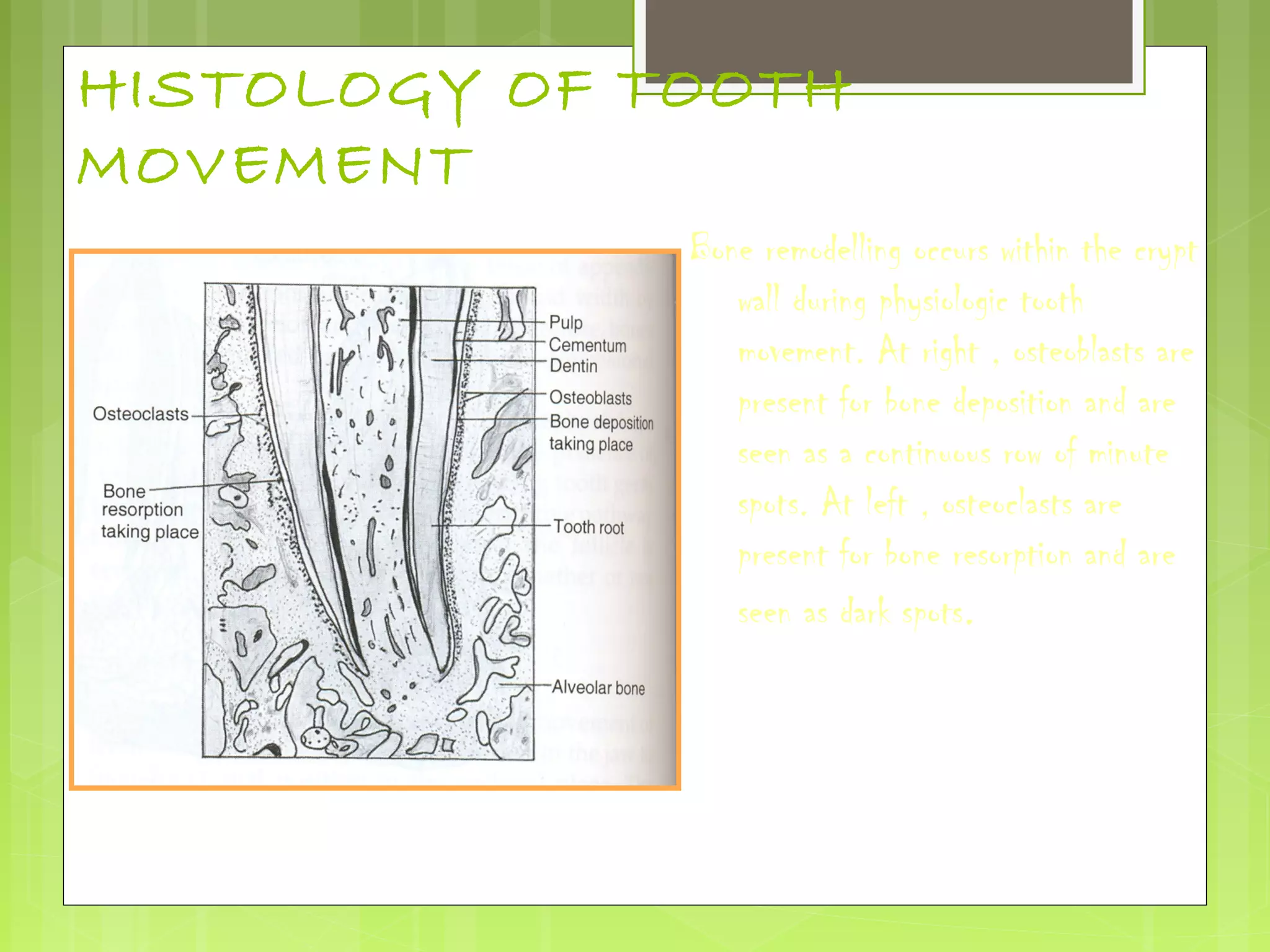HISTOLOGY OF TOOTH 
MOVEMENT 
Bone remodelling occurs within the crypt 
wall during physiologic tooth 
movement. At right , osteoblasts are 
present for bone deposition and are 
seen as a continuous row of minute 
spots. At left , osteoclasts are 
present for bone resorption and are 
seen as dark spots. 
 