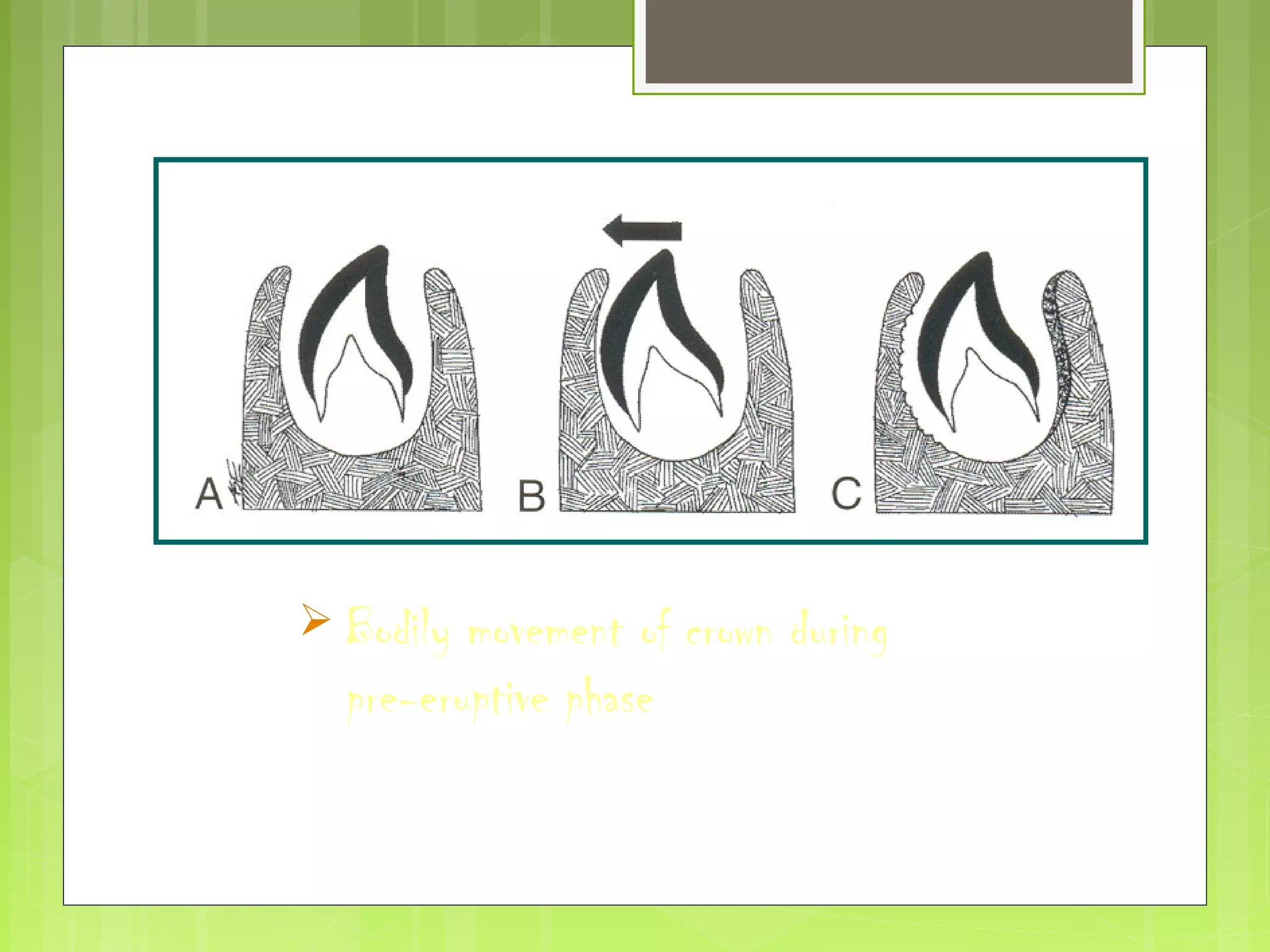 Bodily movement of crown during 
pre-eruptive phase 
 