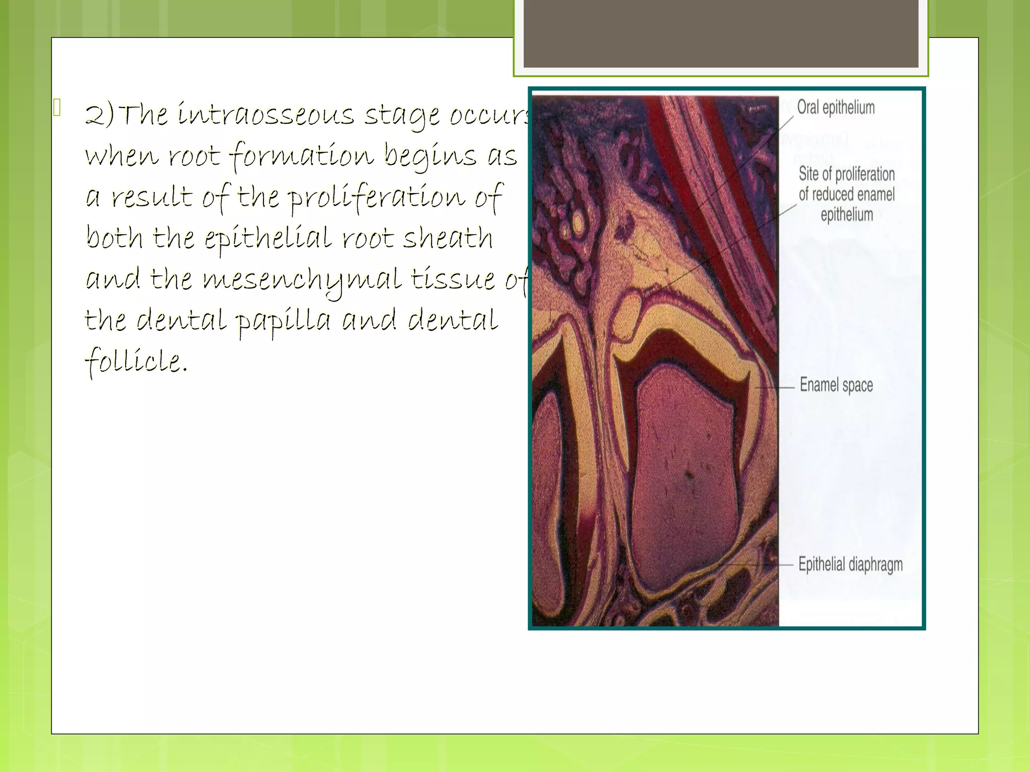  22))TThhee iinnttrraaoosssseeoouuss ssttaaggee ooccccuurrss 
wwhheenn rroooott ffoorrmmaattiioonn bbeeggiinnss aass 
aa rreessuulltt ooff tthhee pprroolliiffeerraattiioonn ooff 
bbootthh tthhee eeppiitthheelliiaall rroooott sshheeaatthh 
aanndd tthhee mmeesseenncchhyymmaall ttiissssuuee ooff 
tthhee ddeennttaall ppaappiillllaa aanndd ddeennttaall 
ffoolllliiccllee.. 
Prefunctional eruptive stage in formation of 
root 
 