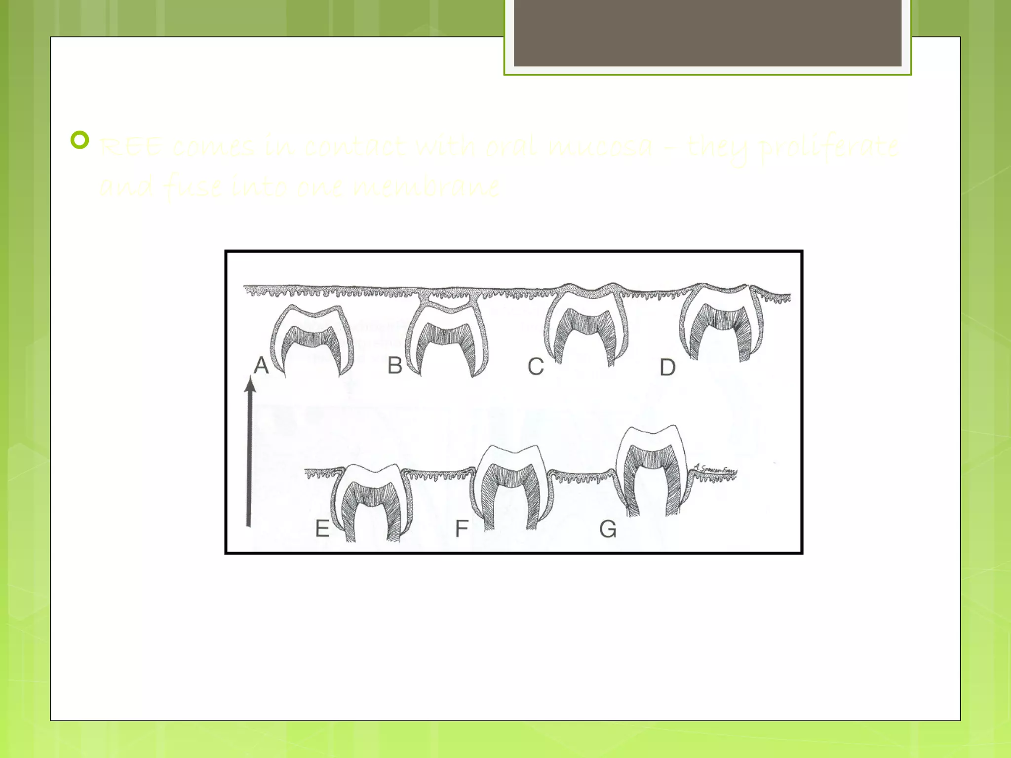  REE comes in contact with oral mucosa – they proliferate 
and fuse into one membrane 
Fusion and rupture of REE and oral epithelium 
 