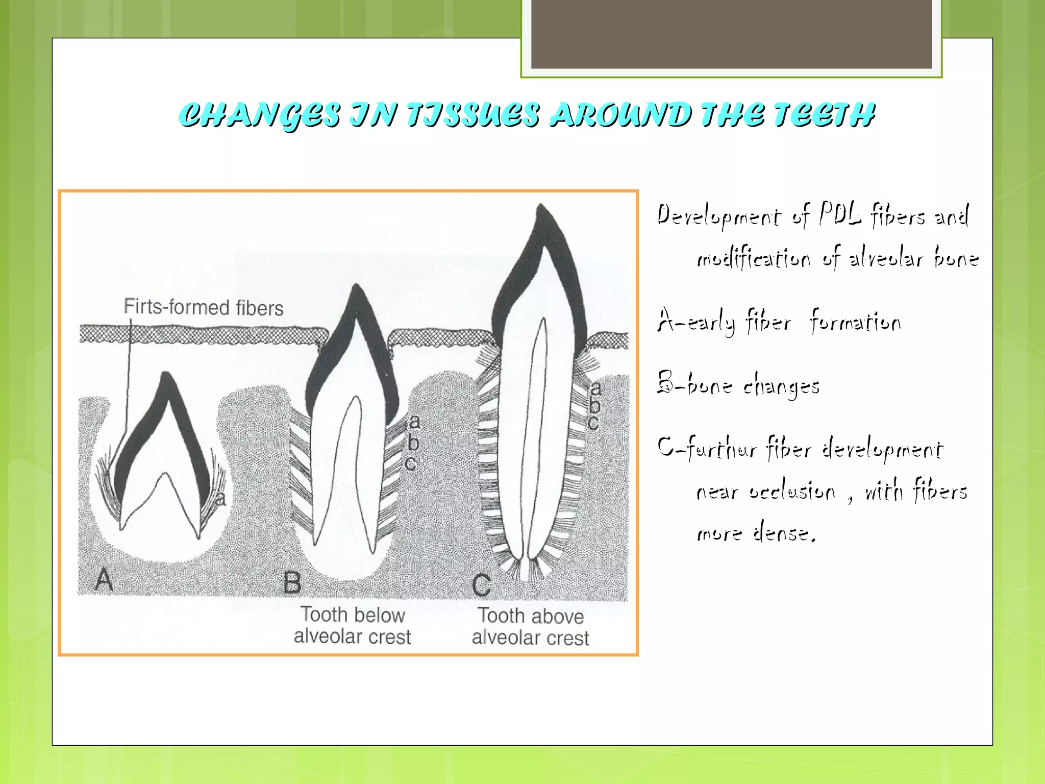 CHANGES IN TTIISSSSUUEESS AARROOUUNNDD TTHHEE TTEEEETTHH 
DDeevveellooppmmeenntt ooff PPDDLL ffiibbeerrss aanndd 
mmooddiiffiiccaattiioonn ooff aallvveeoollaarr bboonnee 
AA--eeaarrllyy ffiibbeerr ffoorrmmaattiioonn 
BB--bboonnee cchhaannggeess 
CC--ffuurrtthhuurr ffiibbeerr ddeevveellooppmmeenntt 
nneeaarr oocccclluussiioonn ,, wwiitthh ffiibbeerrss 
mmoorree ddeennssee.. 
 