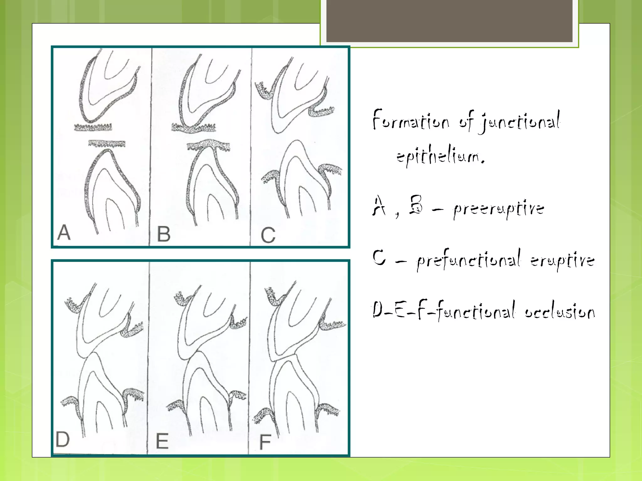 FFoorrmmaattiioonn ooff jjuunnccttiioonnaall 
eeppiitthheelliiuumm.. 
AA ,, BB –– pprreeeerruuppttiivvee 
CC –– pprreeffuunnccttiioonnaall eerruuppttiivvee 
DD--EE--FF--ffuunnccttiioonnaall oocccclluussiioonn 
 