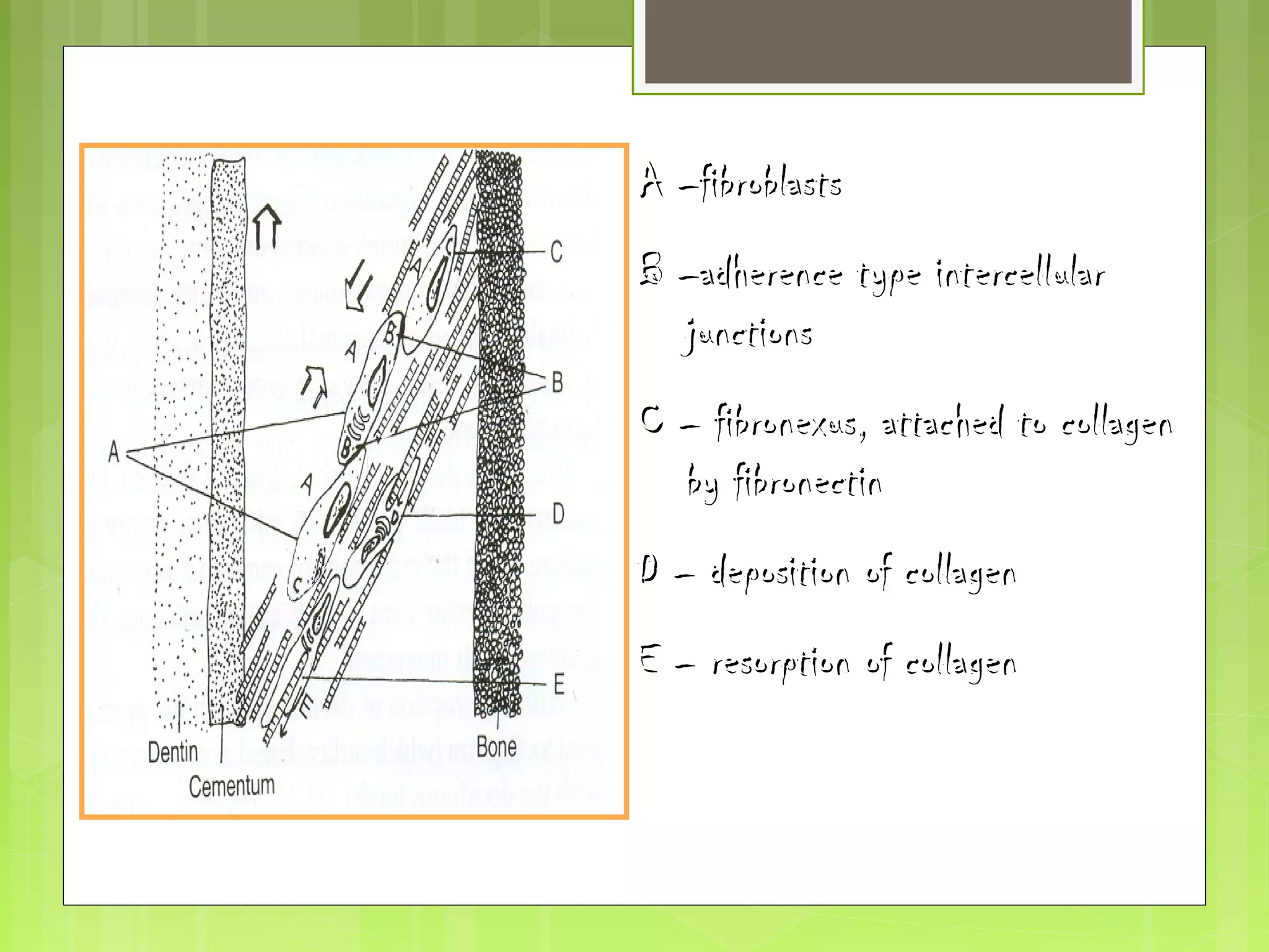 AA ––ffiibbrroobbllaassttss 
BB ––aaddhheerreennccee ttyyppee iinntteerrcceelllluullaarr 
jjuunnccttiioonnss 
CC –– ffiibbrroonneexxuuss,, aattttaacchheedd ttoo ccoollllaaggeenn 
bbyy ffiibbrroonneeccttiinn 
DD –– ddeeppoossiittiioonn ooff ccoollllaaggeenn 
EE –– rreessoorrppttiioonn ooff ccoollllaaggeenn 
 