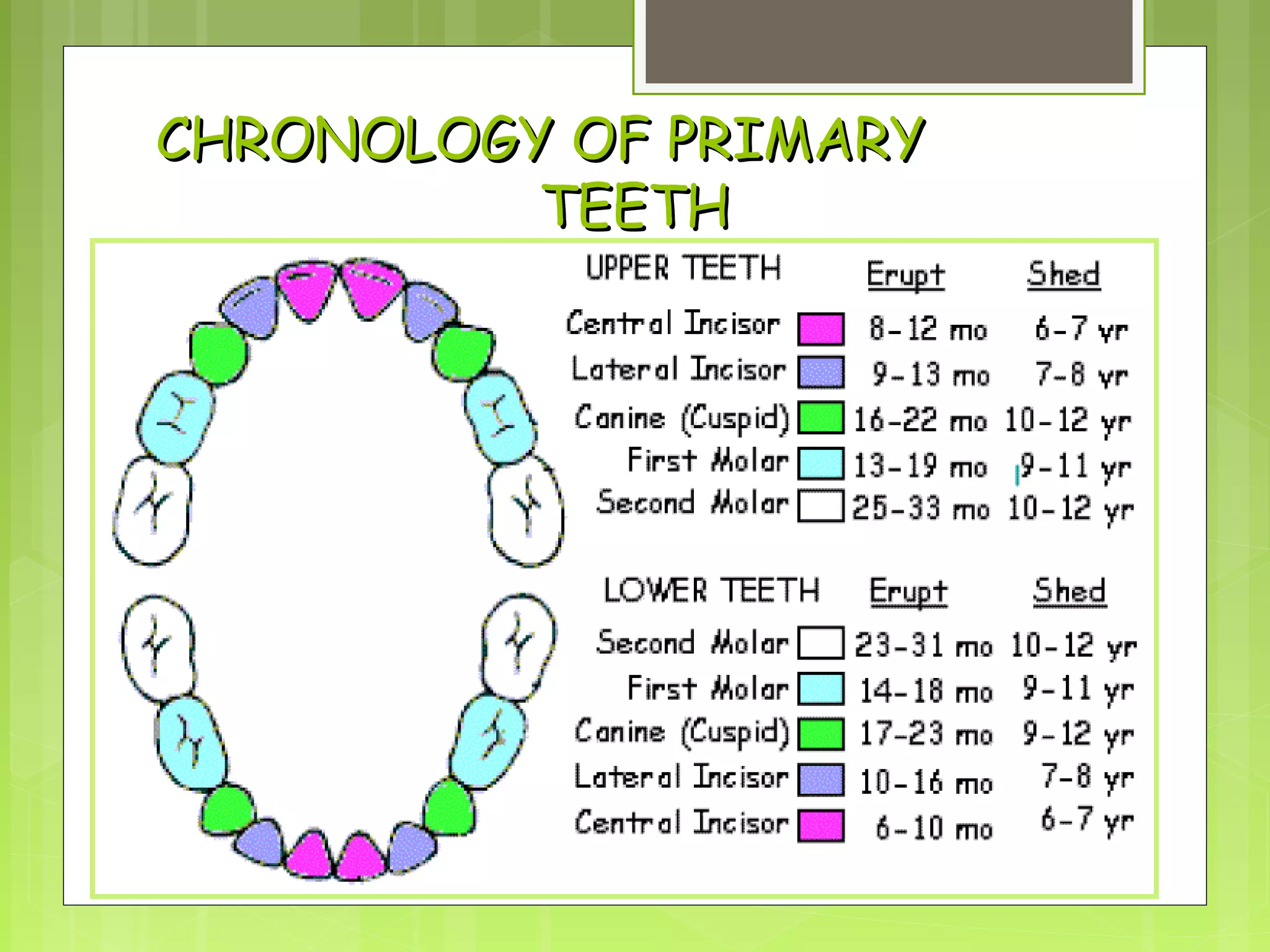 CHRONOLOGY OOFF PPRRIIMMAARRYY 
TTEEEETTHH 
 