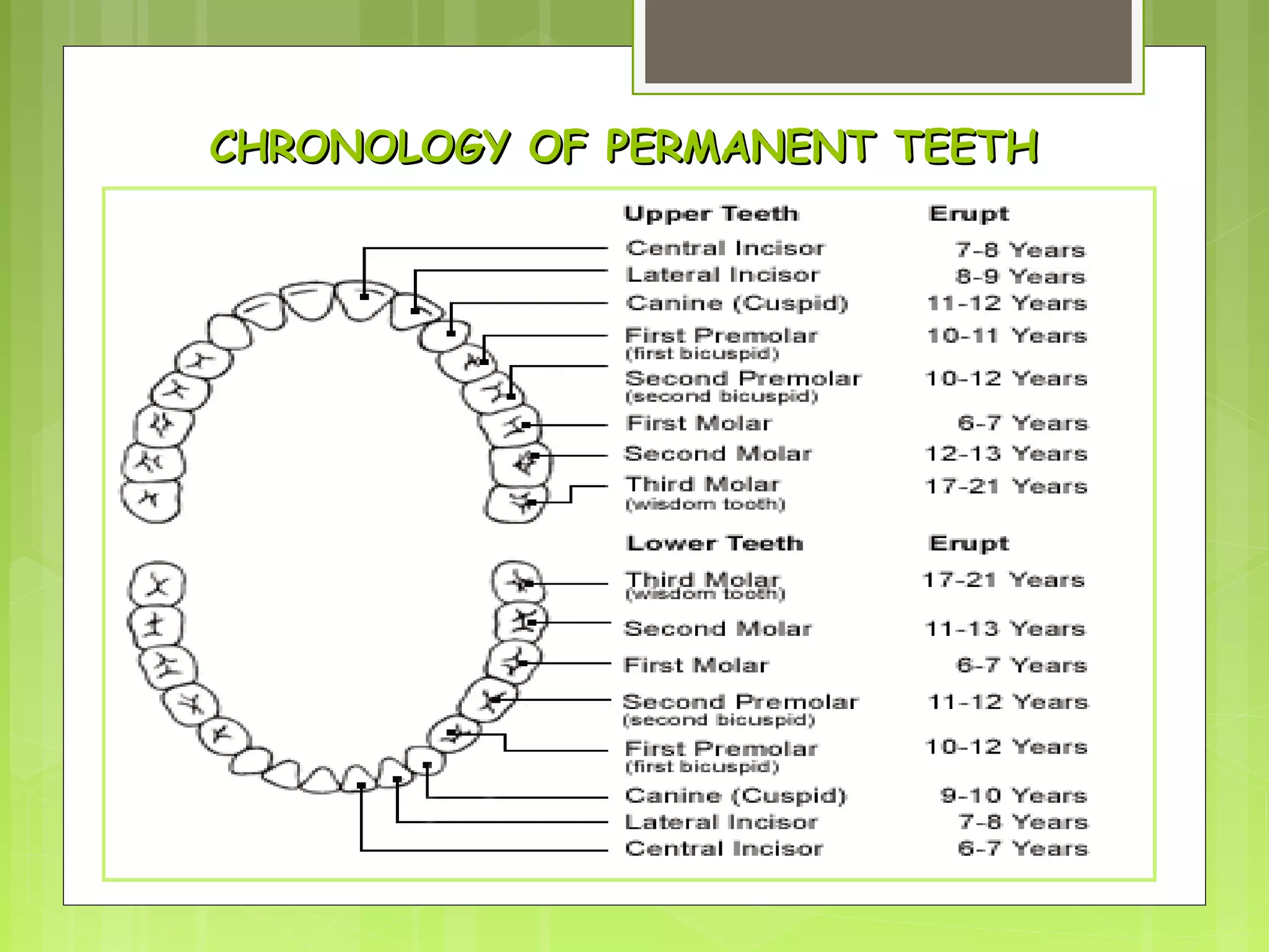 CCHHRROONNOOLLOOGGYY OOFF PPEERRMMAANNEENNTT TTEEEETTHH 
 