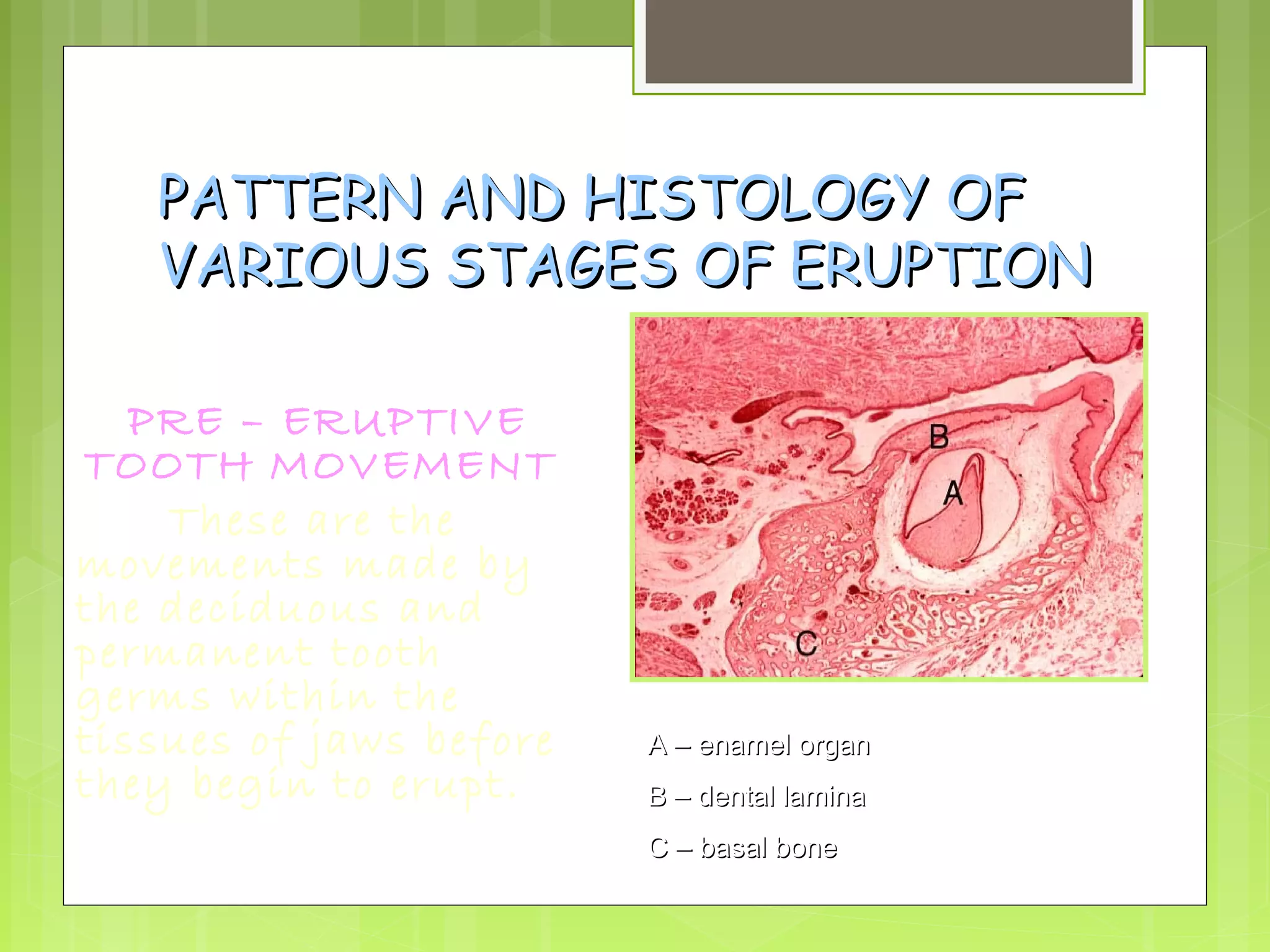PPAATTTTEERRNN AANNDD HHIISSTTOOLLOOGGYY OOFF 
VVAARRIIOOUUSS SSTTAAGGEESS OOFF EERRUUPPTTIIOONN 
PRE – ERUPTIVE 
TOOTH MOVEMENT 
These are the 
movements made by 
the deciduous and 
permanent tooth 
germs within the 
tissues of jaws before 
they begin to erupt. 
AA –– eennaammeell oorrggaann 
BB –– ddeennttaall llaammiinnaa 
CC –– bbaassaall bboonnee 
 