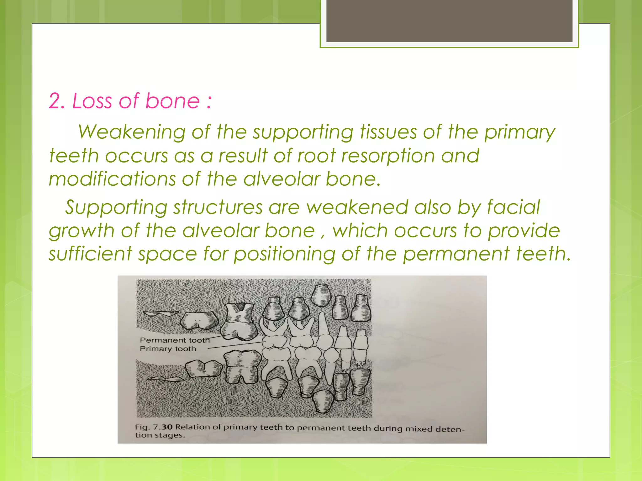 2. Loss of bone : 
Weakening of the supporting tissues of the primary 
teeth occurs as a result of root resorption and 
modifications of the alveolar bone. 
Supporting structures are weakened also by facial 
growth of the alveolar bone , which occurs to provide 
sufficient space for positioning of the permanent teeth. 
 