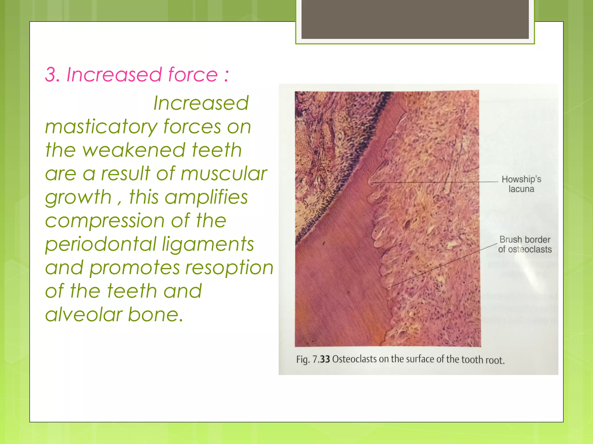 3. Increased force : 
Increased 
masticatory forces on 
the weakened teeth 
are a result of muscular 
growth , this amplifies 
compression of the 
periodontal ligaments 
and promotes resoption 
of the teeth and 
alveolar bone. 
 