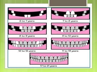 Tooth eruption and shedding | PPT