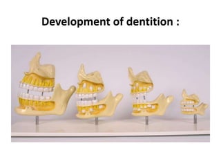 Development of dentition :
 