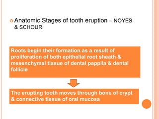  Anatomic Stages of tooth eruption – NOYES
& SCHOUR
Roots begin their formation as a result of
proliferation of both epithelial root sheath &
mesenchymal tissue of dental pappila & dental
follicle
The erupting tooth moves through bone of crypt
& connective tissue of oral mucosa
 