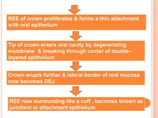 REE of crown proliferates & forms a thin attachment
with oral epithelium
Crown erupts further & lateral border of oral mucosa
now becomes DEJ
Tip of crown enters oral cavity by degenerating
membrane & breaking through center of double–
layered epithelium
REE now surrounding like a cuff , becomes known as
junctionl or attachment epithelium
 