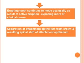 Erupting tooth continues to move occlusally as
result of active eruption , exposing more of
clinical crown
Separation of attachment epithelium from crown &
resulting apical shift of attachment epithelium
 