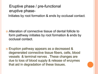  Alteration of connective tissue of dental follicle to
form pathway initiates by root formation & ends by
occlusal contact.
 Eruption pathway appears as a decreased &
degenerated connective tissue fibers, cells, blood
vessels & terminal nerves . These changes are
due to loss of blood supply & release of enzymes
that aid in degradation of these tissues.
Eruptive phase / pre-functional
eruptive phase-
Initiates by root formation & ends by occlusal contact.
 