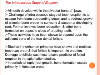 The Intraosseous Stage of Eruption
All teeth develop within the alveolar bone of jaws.
 Challenge of intra osseous stage of tooth eruption is to
escape from bone surrounding crown and to redirect growth
of alveolar bone proper to surround & support a developing
root. Former involves bone resorption & latter bone
formation on opposite sides of erupting tooth.
These activities have been shown to depend upon the
adjacent parts of the true dental follicle.
Studies in nonhuman primates have shown that rootless
teeth can erupt & that follicle is important in eruption.
Damage to follicle was most reliable predictor of failed
eruption in transplantation studies.
In periods of rapid root growth, bone formation occurs
primarily in furcation areas
 
