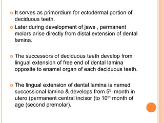  It serves as primordium for ectodermal portion of
deciduous teeth.
 Later during development of jaws , permanent
molars arise directly from distal extension of dental
lamina.
 The successors of deciduous teeth develop from
lingual extension of free end of dental lamina
opposite to enamel organ of each deciduous teeth.
 The lingual extension of dental lamina is named
successional lamina & develops from 5th month in
utero (permanent central incisor )to 10th month of
age (second premolar).
 