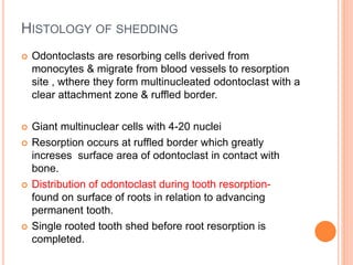 HISTOLOGY OF SHEDDING
 Odontoclasts are resorbing cells derived from
monocytes & migrate from blood vessels to resorption
site , wthere they form multinucleated odontoclast with a
clear attachment zone & ruffled border.
 Giant multinuclear cells with 4-20 nuclei
 Resorption occurs at ruffled border which greatly
increses surface area of odontoclast in contact with
bone.
 Distribution of odontoclast during tooth resorption-
found on surface of roots in relation to advancing
permanent tooth.
 Single rooted tooth shed before root resorption is
completed.
 
