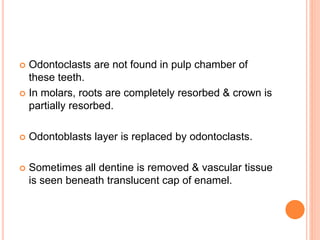  Odontoclasts are not found in pulp chamber of
these teeth.
 In molars, roots are completely resorbed & crown is
partially resorbed.
 Odontoblasts layer is replaced by odontoclasts.
 Sometimes all dentine is removed & vascular tissue
is seen beneath translucent cap of enamel.
 