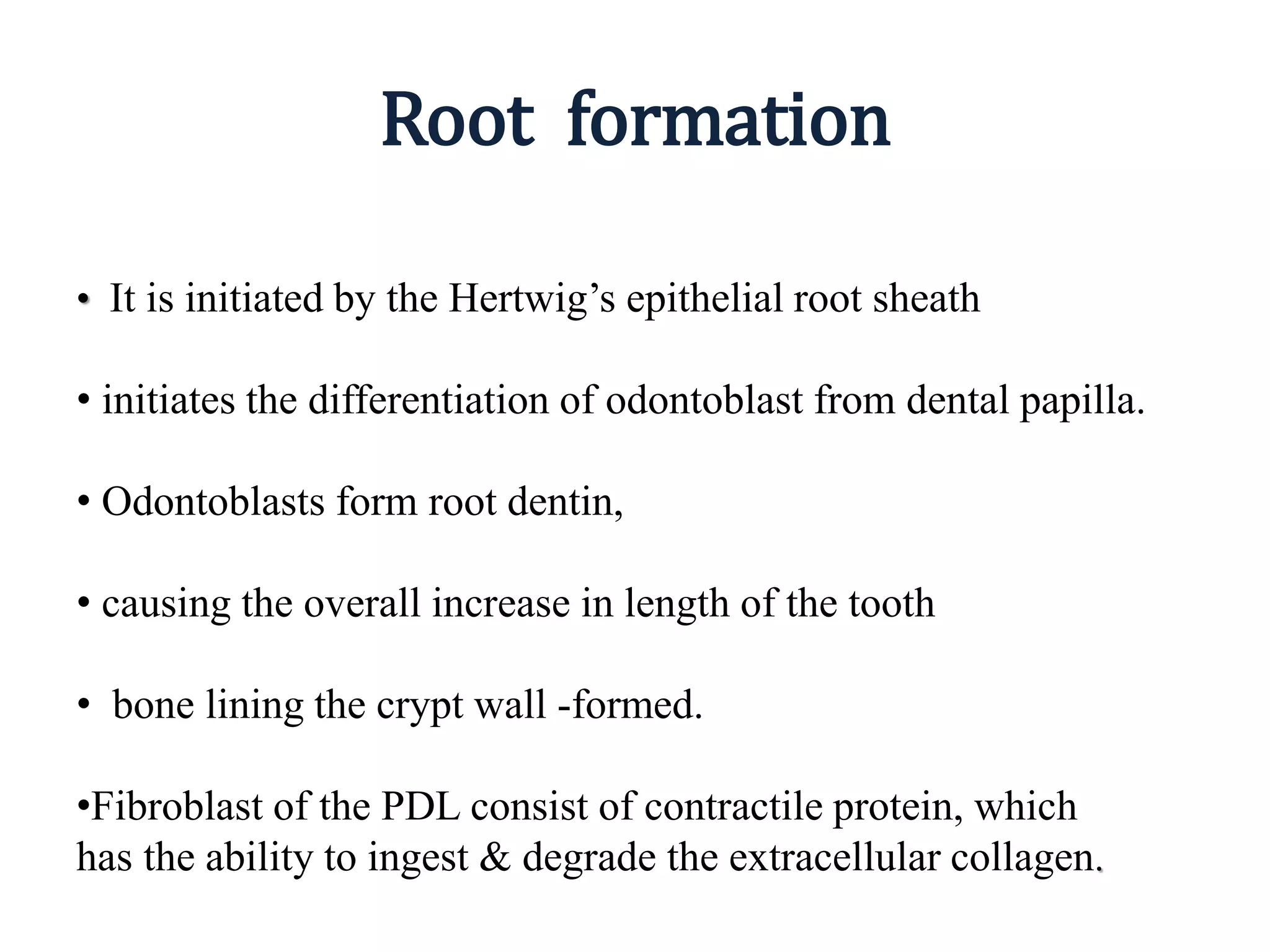 Root formation
• It is initiated by the Hertwig’s epithelial root sheath
• initiates the differentiation of odontoblast from dental papilla.
• Odontoblasts form root dentin,
• causing the overall increase in length of the tooth
• bone lining the crypt wall -formed.
•Fibroblast of the PDL consist of contractile protein, which
has the ability to ingest & degrade the extracellular collagen.
 