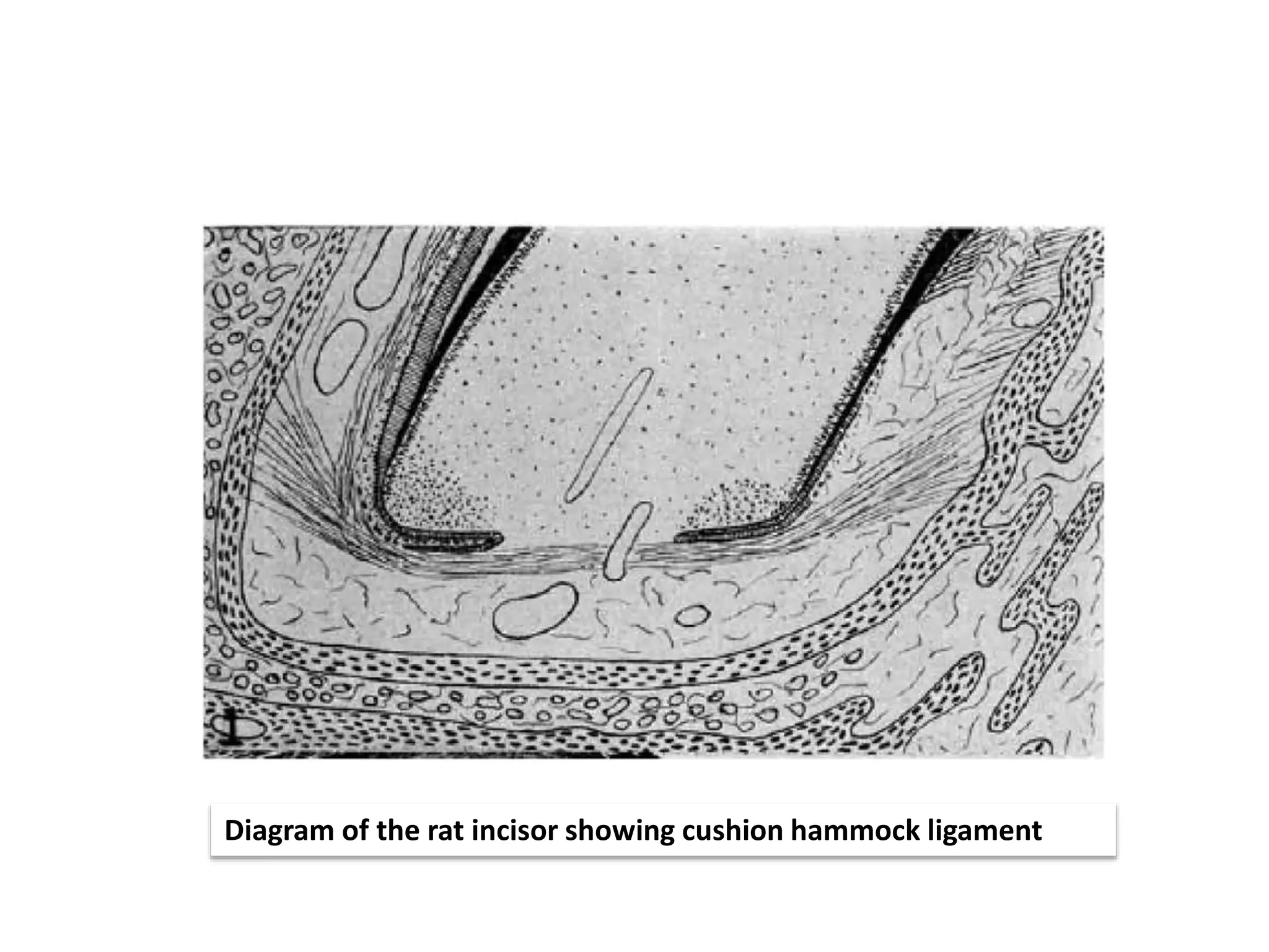 Diagram of the rat incisor showing cushion hammock ligament
 