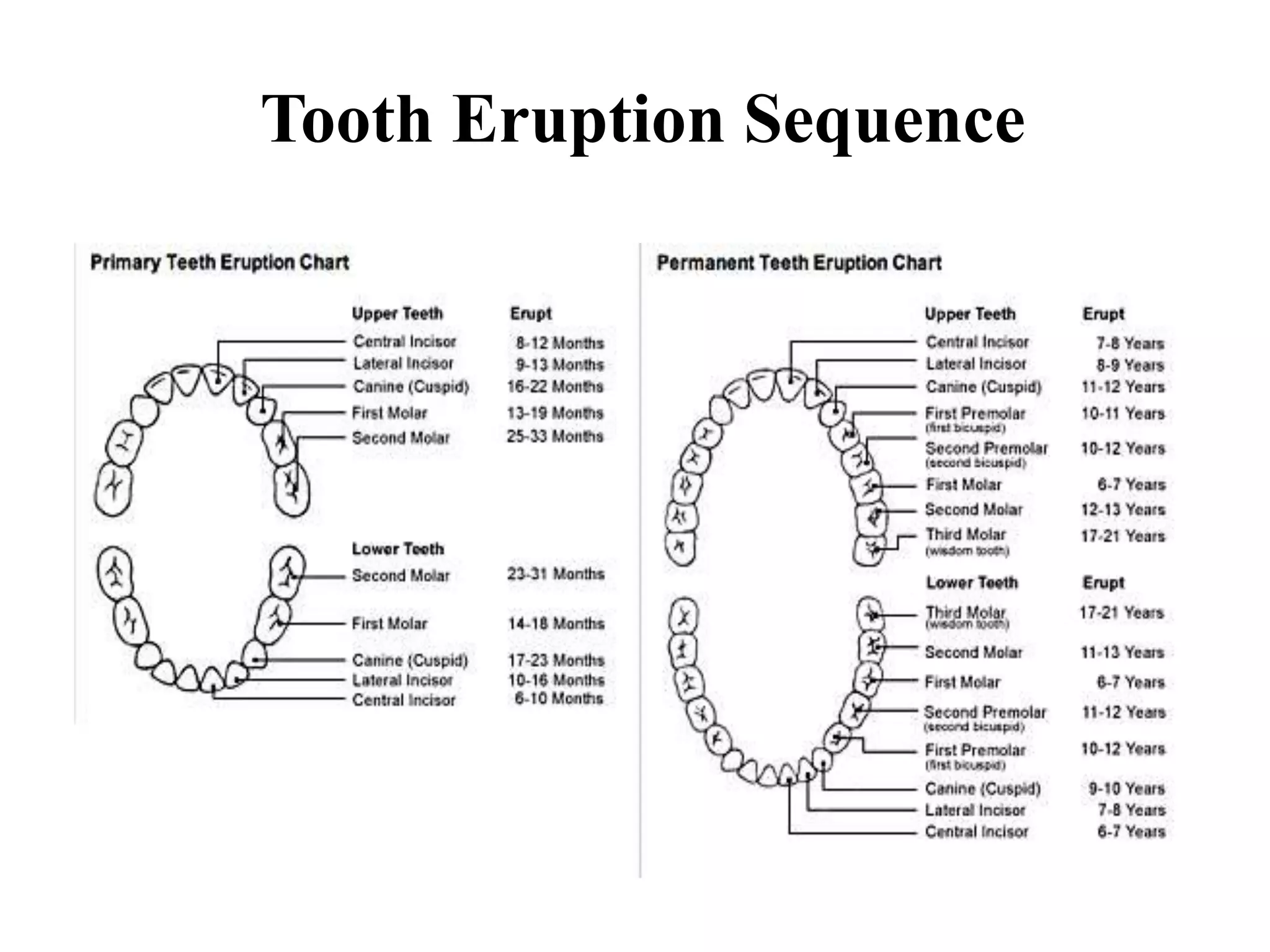 Tooth Eruption Sequence
 
